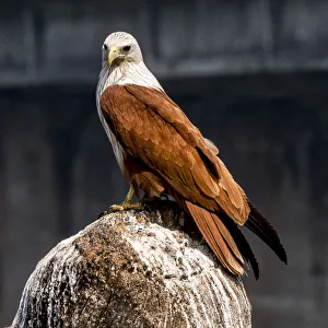 India Prints: A brahminy kite at Kollam in Kerala, India