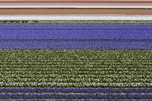 Flowers Prints: Bulb field beside Keukenhof Gardens, Netherlands