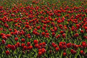 Netherlands Prints: Bulbfields at Sassenheim, Netherlands