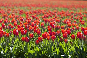 Flowers Prints: Bulbfields at Sassenheim, Netherlands