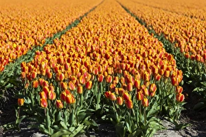 Netherlands Prints: Bulbfields at Sassenheim, Netherlands