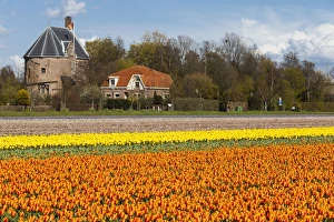 Images Dated 2012: Bulbfields at Sassenheim, Netherlands