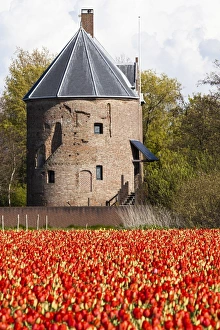 Images Dated 2012: Bulbfields at Sassenheim, Netherlands