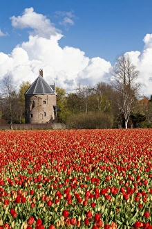 Images Dated 2012: Bulbfields at Sassenheim, Netherlands