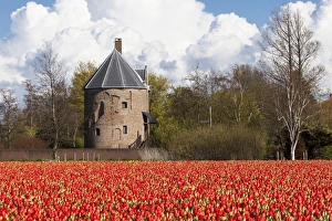 Bulbfields at Sassenheim, Netherlands