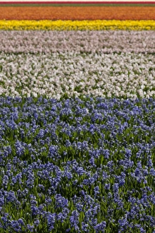 Images Dated 2012: Bulbfields at Sassenheim, Netherlands