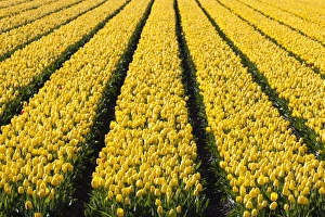 Images Dated 2012: Bulbfields at Sassenheim, Netherlands