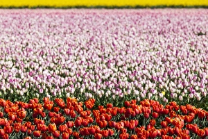 Flowers Prints: Bulbfields at Voorhoot, Netherlands