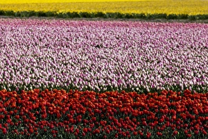 Netherlands Prints: Bulbfields at Voorhoot, Netherlands