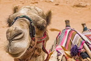 Jordan Prints: A camel at Petra, Jordan