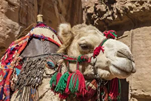 Jordan Prints: A camel at Petra, Jordan