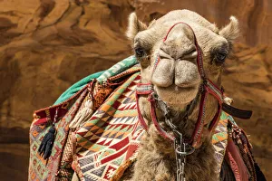 Jordan Prints: A camel at Petra, Jordan