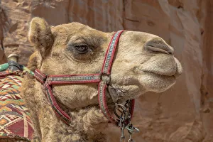 Jordan Prints: A camel at Petra, Jordan