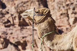Jordan Prints: A camel at Wadi Rum, Jordan