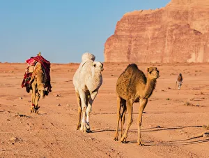 Jordan Prints: Three camels walking through the desert at Wadi Rum, Jordan