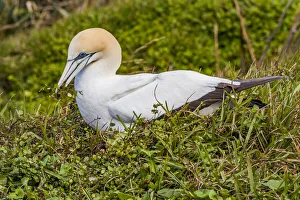 : A cape gannet at Muriwai in Northland, New Zealand