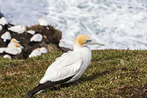 New Zealand Prints: A cape gannet at Muriwai in Northland, New Zealand