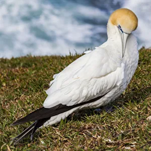 New Zealand Prints: A cape gannet at Muriwai in Northland, New Zealand