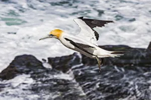 New Zealand Prints: A cape gannet at Muriwai in Northland, New Zealand