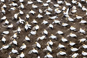 : Cape gannets at Muriwai in Northland, New Zealand