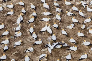 New Zealand Prints: Cape gannets at Muriwai in Northland, New Zealand