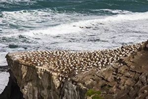 New Zealand Prints: Cape gannets at Muriwai in Northland, New Zealand