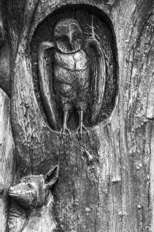 Nature Prints: A carved elm in Le Caylar in France