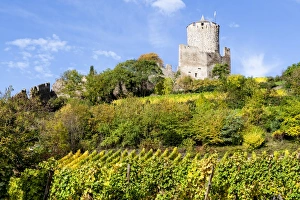 Nature Prints: The Chateau de Kaysersberg and vineyards in Kaysersberg, France