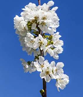 Nature Prints: Cherry blossom at C├®ret in France