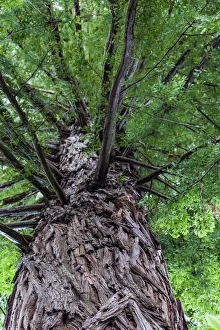 : A coastal redwood in Roturua, Bay of Plenty, in New Zealand