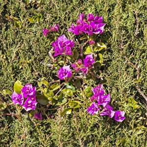 Santa Pola Prints: A colourful bush in Santa Pola, Spain