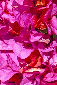 Nature Prints: Colourful flowers at Isla Plana, Spain