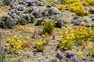 Editor's Picks: Colourful plantlife near Bannockburn in Otago, New Zealand