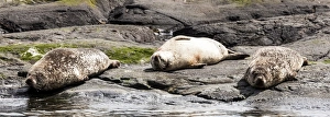 Island Prints: Common seals in Loch Scavaig in Scotland
