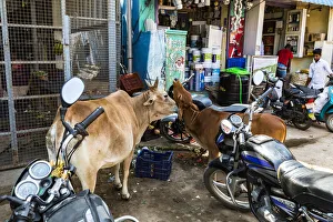 A cow and her calf in a shopping street at Mamallapuram in Tamil Nadu, India