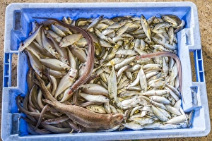 Market Prints: A crate of newly-caught fish in Peniscola, Spain