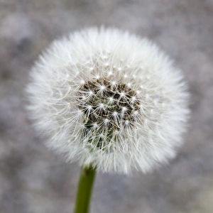 Plants Prints: A dandielion seedhead in Orkney, Scotland