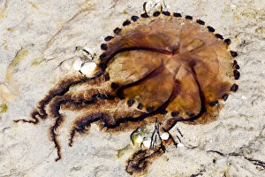 A dead jellyfish at Luskentyre in Scotland