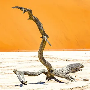 Plant Prints: A dead tree bside the sand dunes at Sossvlei in Namib-Naukluft National Park, Namibia