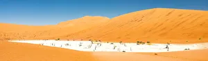 Plant Prints: Dead trees bside the sand dunes at Sossvlei in Namib-Naukluft National Park, Namibia