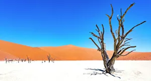 Trending: Dead trees bside the sand dunes at Sossvlei in Namib-Naukluft National Park, Namibia