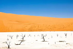 Dead trees bside the sand dunes at Sossvlei in Namib-Naukluft National Park, Namibia