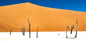 Namibia Prints: Dead trees bside the sand dunes at Sossvlei in Namib-Naukluft National Park, Namibia