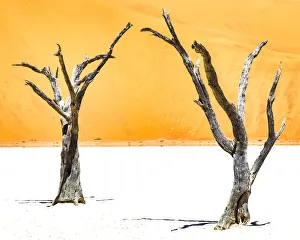 Namibia Prints: Dead trees bside the sand dunes at Sossvlei in Namib-Naukluft National Park, Namibia