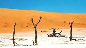 Trending: Dead trees bside the sand dunes at Sossvlei in Namib-Naukluft National Park, Namibia