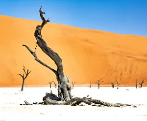 Namibia Prints: Dead trees below the dunes in Deadvlei in Namibia
