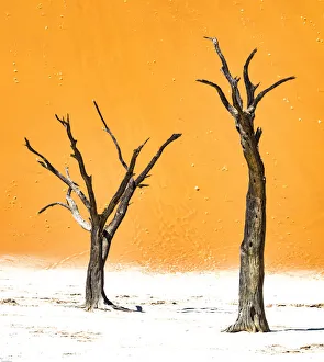 Namibia Prints: Dead trees below the dunes in Deadvlei in Namibia