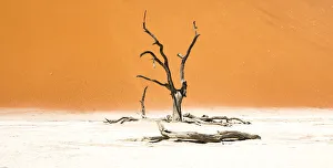 Trending: Dead trees below the dunes in Sossusvlei in Namibia