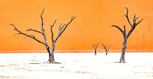 Trending: Dead trees below the dunes in Sossusvlei in Namibia