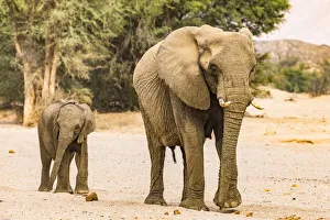 Plant Prints: A desert elephant and her baby in Damaraland, Namibia